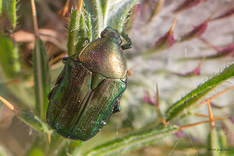 Green rose chafer beetle - Cetonia aurata  "Cetoniidae",Animal,Animalia,Arthropoda,Bulgaria,Cetonia aurata,Cetoniinae,Coleoptera,Dragoman marsh,Europe,Geotagged,Insect,Insecta,Nature,Rose chafer,Scarabaeidae,Summer,Wetland,Wildlife