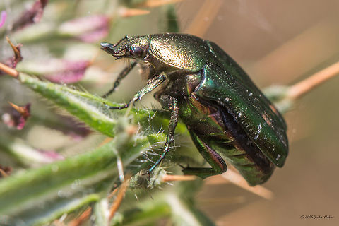 Green rose chafer beetle - Cetonia aurata  "Cetoniidae",Animal,Animalia,Arthropoda,Bulgaria,Cetonia aurata,Cetoniinae,Coleoptera,Dragoman marsh,Europe,Geotagged,Insect,Insecta,Nature,Rose chafer,Scarabaeidae,Summer,Wetland,Wildlife