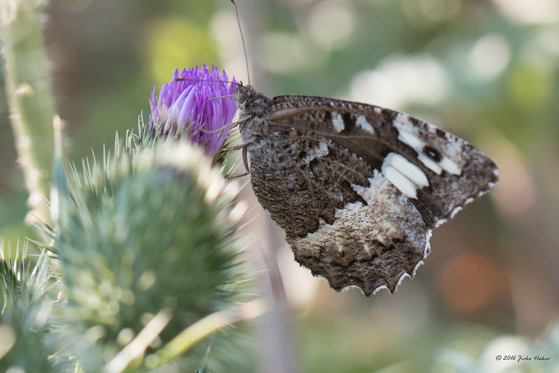 Great Banded Grayling - Brintesia circe Known also as: Hipparchia circe, Kanetisa circe Animal,Animalia,Arthropoda,Brintesia circe,Brinthesia circe,Brush-footed butterfly,Bulgaria,Dragoman marsh,Europe,Geotagged,Great Banded Grayling,Insect,Insecta,Lepidoptera,Nature,Nymphalidae,Summer,Wetland,Wildlife