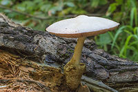 Silky sheath - Volvariella bombycina Silver-silk straw mushroom. I was surprised to see such a big mushroom - about 30 cm diameter. And it has an amazing cap surface structure.<br />
https://www.jungledragon.com/image/44110/silky_sheath_-_volvariella_bombycina.html<br />
https://www.jungledragon.com/image/44111/silky_sheath_-_volvariella_bombycina.html<br />
https://www.jungledragon.com/image/44112/silky_sheath_-_volvariella_bombycina.html Agaricales,Agaricomycetes,Basidiomycota,Bulgaria,Europe,Fungi,Fungus,Geotagged,Nature,Pluteaceae,Silky rosegill,Silky sheath,Silver-silk straw mushroom,Sofia,South park,Summer,Volvariella bombycina,Wildlife