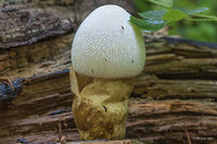 Silky sheath - Volvariella bombycina Silver-silk straw mushroom<br />
https://www.jungledragon.com/image/44111/silky_sheath_-_volvariella_bombycina.html<br />
https://www.jungledragon.com/image/44112/silky_sheath_-_volvariella_bombycina.html<br />
https://www.jungledragon.com/image/44109/silky_sheath_-_volvariella_bombycina.html Agaricales,Agaricomycetes,Basidiomycota,Bulgaria,Europe,Fungi,Fungus,Geotagged,Nature,Pluteaceae,Silky rosegill,Silky sheath,Silver-silk straw mushroom,Sofia,South park,Summer,Volvariella bombycina,Wildlife