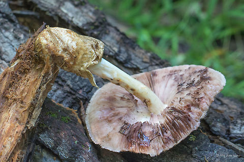 Silky sheath - Volvariella bombycina Silver-silk straw mushroom
https://www.jungledragon.com/image/44110/silky_sheath_-_volvariella_bombycina.html
https://www.jungledragon.com/image/44112/silky_sheath_-_volvariella_bombycina.html
https://www.jungledragon.com/image/44109/silky_sheath_-_volvariella_bombycina.html Agaricales,Agaricomycetes,Basidiomycota,Bulgaria,Europe,Fungi,Fungus,Geotagged,Nature,Pluteaceae,Silky rosegill,Silky sheath,Silver-silk straw mushroom,Sofia,South park,Summer,Volvariella bombycina,Wildlife