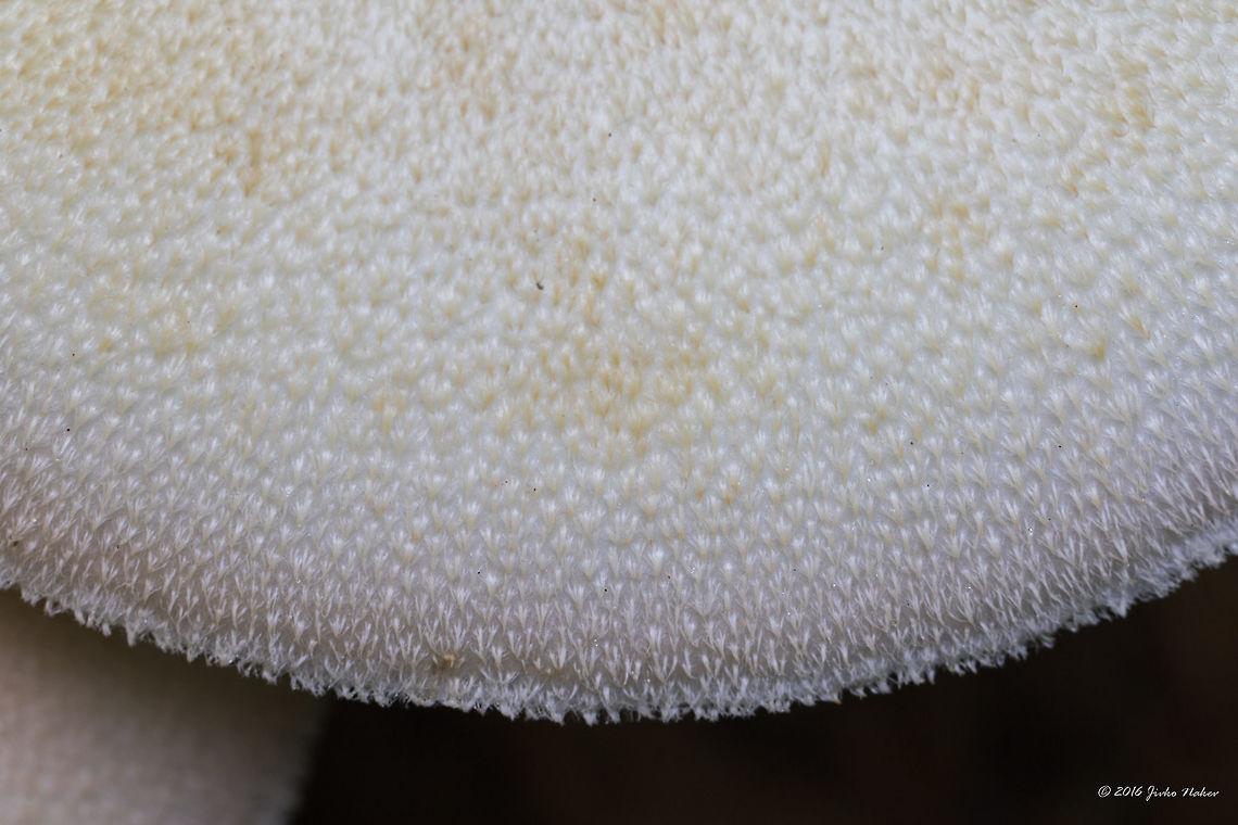 Silky sheath - Volvariella bombycina Silver-silk straw mushroom<br />
<figure class="photo"><a href="https://www.jungledragon.com/image/44110/silky_sheath_-_volvariella_bombycina.html" title="Silky sheath - Volvariella bombycina"><img src="https://s3.amazonaws.com/media.jungledragon.com/images/1332/44110_thumb.jpg?AWSAccessKeyId=05GMT0V3GWVNE7GGM1R2&Expires=1767225610&Signature=VhDBg0UdwCk5Z%2BhmsYVVZIrU5JA%3D" width="200" height="134" alt="Silky sheath - Volvariella bombycina Silver-silk straw mushroom<br />
https://www.jungledragon.com/image/44111/silky_sheath_-_volvariella_bombycina.html<br />
https://www.jungledragon.com/image/44112/silky_sheath_-_volvariella_bombycina.html<br />
https://www.jungledragon.com/image/44109/silky_sheath_-_volvariella_bombycina.html Agaricales,Agaricomycetes,Basidiomycota,Bulgaria,Europe,Fungi,Fungus,Geotagged,Nature,Pluteaceae,Silky rosegill,Silky sheath,Silver-silk straw mushroom,Sofia,South park,Summer,Volvariella bombycina,Wildlife" /></a></figure><br />
<figure class="photo"><a href="https://www.jungledragon.com/image/44111/silky_sheath_-_volvariella_bombycina.html" title="Silky sheath - Volvariella bombycina"><img src="https://s3.amazonaws.com/media.jungledragon.com/images/1332/44111_thumb.jpg?AWSAccessKeyId=05GMT0V3GWVNE7GGM1R2&Expires=1767225610&Signature=PInWQ6gFZvQ%2FnSGh4bPrOzi33Hg%3D" width="200" height="134" alt="Silky sheath - Volvariella bombycina Silver-silk straw mushroom<br />
https://www.jungledragon.com/image/44110/silky_sheath_-_volvariella_bombycina.html<br />
https://www.jungledragon.com/image/44112/silky_sheath_-_volvariella_bombycina.html<br />
https://www.jungledragon.com/image/44109/silky_sheath_-_volvariella_bombycina.html Agaricales,Agaricomycetes,Basidiomycota,Bulgaria,Europe,Fungi,Fungus,Geotagged,Nature,Pluteaceae,Silky rosegill,Silky sheath,Silver-silk straw mushroom,Sofia,South park,Summer,Volvariella bombycina,Wildlife" /></a></figure><br />
<figure class="photo"><a href="https://www.jungledragon.com/image/44109/silky_sheath_-_volvariella_bombycina.html" title="Silky sheath - Volvariella bombycina"><img src="https://s3.amazonaws.com/media.jungledragon.com/images/1332/44109_thumb.jpg?AWSAccessKeyId=05GMT0V3GWVNE7GGM1R2&Expires=1767225610&Signature=elp0MFJ6yHVbe2QjFqGjt3OFaHY%3D" width="200" height="134" alt="Silky sheath - Volvariella bombycina Silver-silk straw mushroom. I was surprised to see such a big mushroom - about 30 cm diameter. And it has an amazing cap surface structure.<br />
https://www.jungledragon.com/image/44110/silky_sheath_-_volvariella_bombycina.html<br />
https://www.jungledragon.com/image/44111/silky_sheath_-_volvariella_bombycina.html<br />
https://www.jungledragon.com/image/44112/silky_sheath_-_volvariella_bombycina.html Agaricales,Agaricomycetes,Basidiomycota,Bulgaria,Europe,Fungi,Fungus,Geotagged,Nature,Pluteaceae,Silky rosegill,Silky sheath,Silver-silk straw mushroom,Sofia,South park,Summer,Volvariella bombycina,Wildlife" /></a></figure> Agaricales,Agaricomycetes,Basidiomycota,Bulgaria,Europe,Fungi,Fungus,Geotagged,Nature,Pluteaceae,Silky rosegill,Silky sheath,Silver-silk straw mushroom,Sofia,South park,Summer,Volvariella bombycina,Wildlife