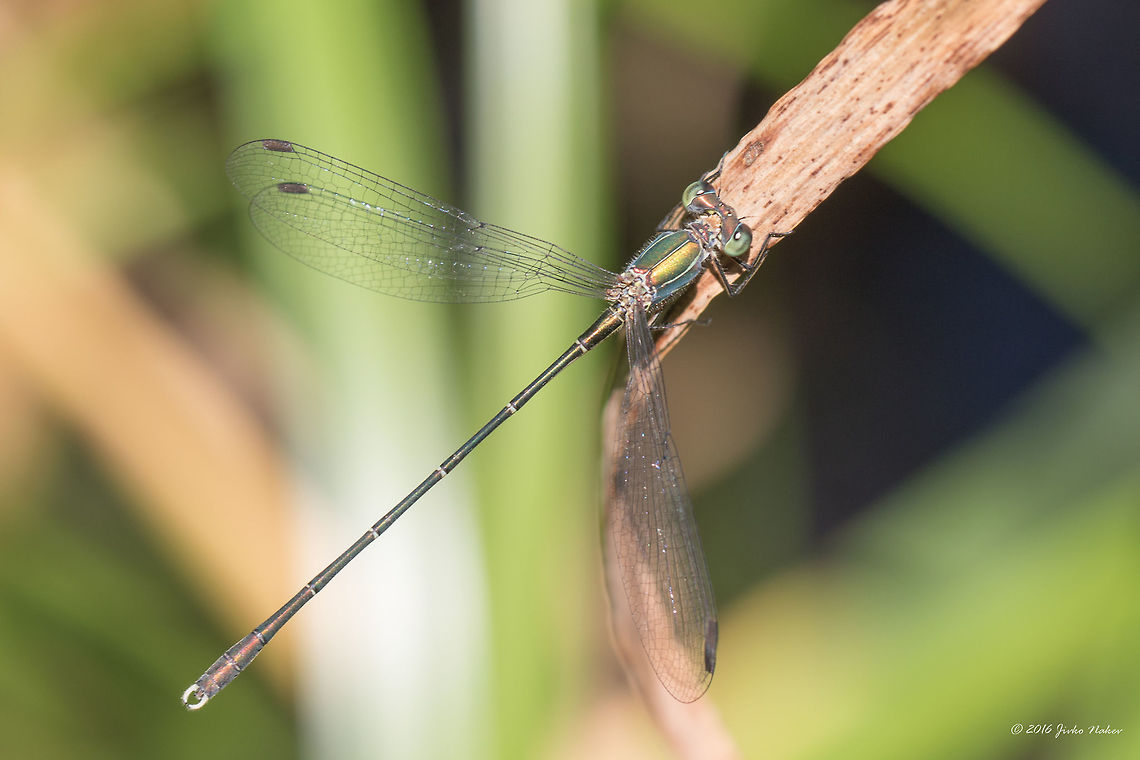 Eastern willow spreadwing male - Chalcolestes parvidens Very close and almost imposible to distingish from C. viridis, but I identified it as C. parvidens because of it&#039;s dark pterostigma and more extensively white appendages with only the very tips black. Animal,Animalia,Arthropoda,Bulgaria,Chalcolestes parvidens,Damselfly,Eastern willow spreadwing,Europe,Geotagged,Insect,Insecta,Lestidae,Nature,Odonata,Sofia,South park,Spreadwing,Summer,Wildlife