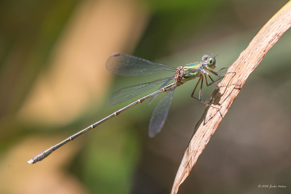 Eastern willow spreadwing male - Chalcolestes parvidens  Animal,Animalia,Arthropoda,Bulgaria,Chalcolestes parvidens,Damselfly,Eastern willow spreadwing,Europe,Geotagged,Insect,Insecta,Lestidae,Nature,Odonata,Sofia,South park,Spreadwing,Summer,Wildlife