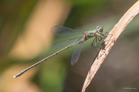 Eastern willow spreadwing male - Chalcolestes parvidens  Animal,Animalia,Arthropoda,Bulgaria,Chalcolestes parvidens,Damselfly,Eastern willow spreadwing,Europe,Geotagged,Insect,Insecta,Lestidae,Nature,Odonata,Sofia,South park,Spreadwing,Summer,Wildlife