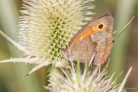 Meadow Brown - Maniola jurtina  Animal,Animalia,Arthropoda,Brush-footed butterfly,Bulgaria,Dragoman marsh,Europe,Geotagged,Insect,Insecta,Lepidoptera,Maniola jurtina,Meadow Brown,Meadow brown,Nature,Nymphalidae,Summer,Wetland,Wildlife