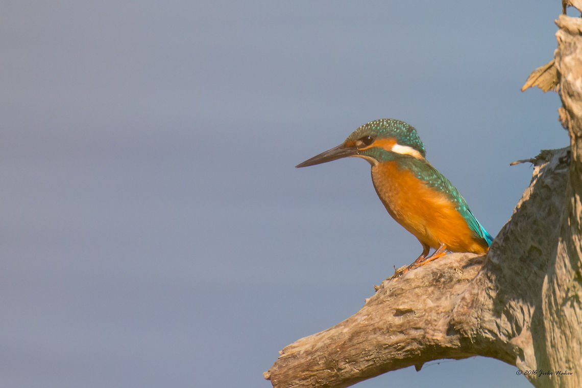 Common kingfisher - Alcedo atthis Spotted at the Danube river bank Alcedinidae,Alcedo atthis,Alcedo atthis atthis,Animal,Animalia,Aves,Belene islands complex,Bird,Bulgaria,Chordata,Common Kingfisher,Common kingfisher,Coraciformes,Europe,Geotagged,Nature,Ramsar,Summer,Wetland,Wildlife