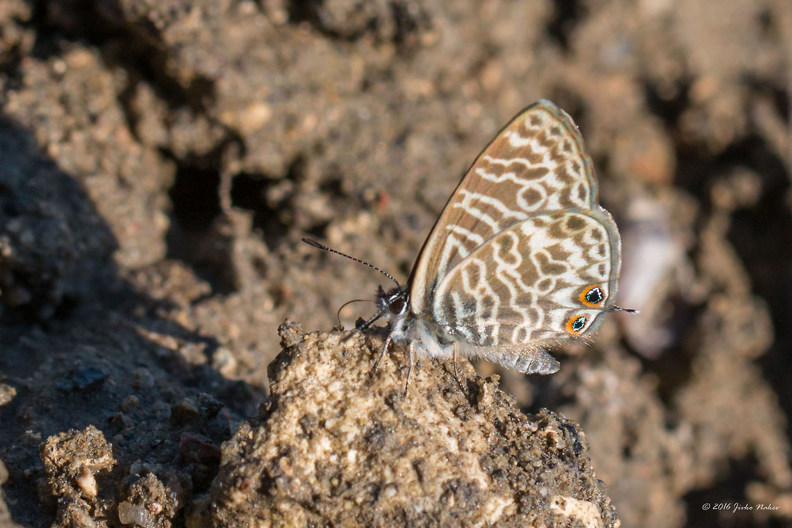 Common Zebra Blue - Leptotes pirithous Lang&#039;s Short-tailed Blue - most probably this species is migrant and doesn&#039;t have permanent populations in Bulgaria.<br />
I chased a couple of them on the Danube river bank. They always used to land on the ground only for a couple of seconds and I had to hover in the mud in order to get a better point of view. Quite frustrating.... Animal,Animalia,Arthropoda,Belene islands complex,Bulgaria,Common Zebra Blue,Europe,Geotagged,Insect,Insecta,Lang's Short-tailed Blue,Lepidoptera,Leptotes pirithous,Lycaenidae,Nature,Ramsar,Summer,Wetland,Wildlife