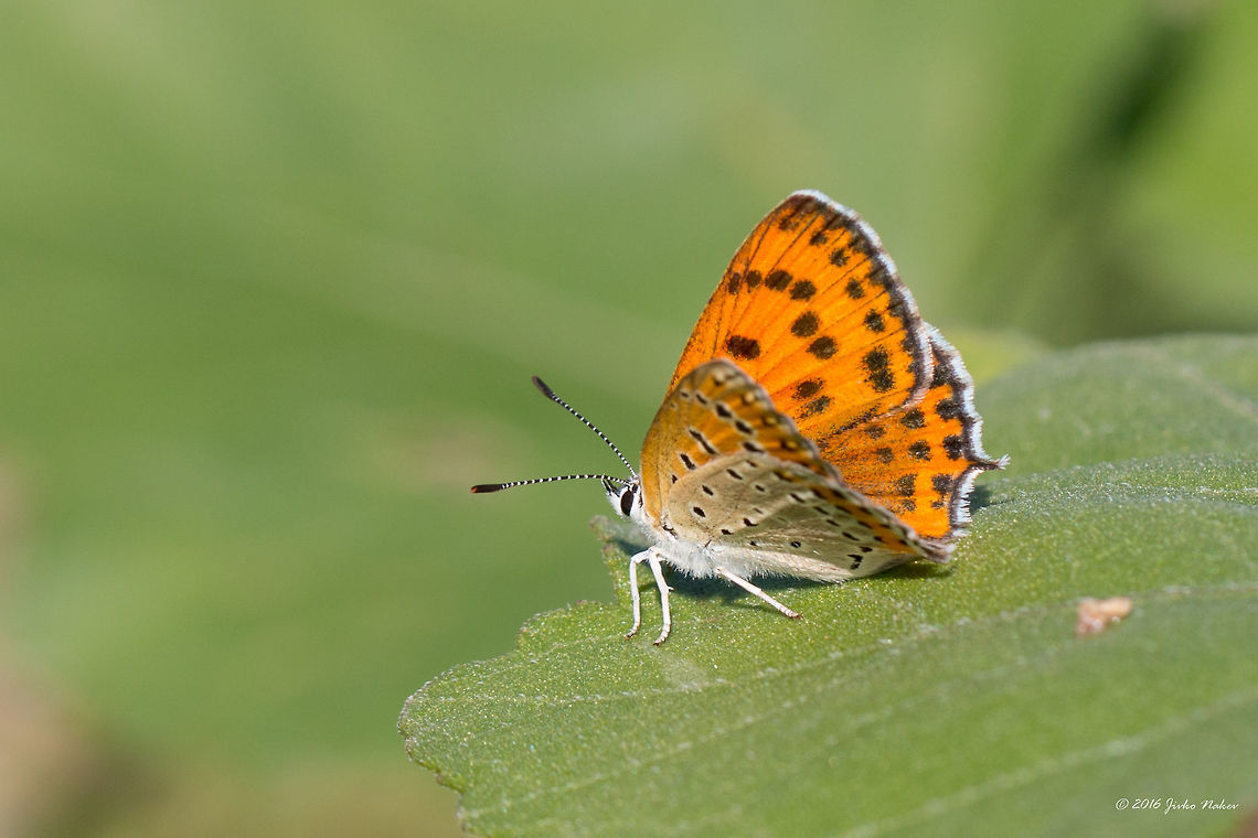 Lesser Fiery Copper - Lycaena thersamon <figure class="photo"><a href="https://www.jungledragon.com/image/44229/lesser_fiery_copper_-_lycaena_thersamon.html" title="Lesser Fiery Copper - Lycaena thersamon"><img src="https://s3.amazonaws.com/media.jungledragon.com/images/1332/44229_thumb.jpg?AWSAccessKeyId=05GMT0V3GWVNE7GGM1R2&Expires=1759968010&Signature=IK0PfqGNfCIrQuP0z%2F9Yh20LKNs%3D" width="200" height="134" alt="Lesser Fiery Copper - Lycaena thersamon https://www.jungledragon.com/image/44228/lesser_fiery_copper_-_lycaena_thersamon.html Animal,Animalia,Arthropoda,Belene islands complex,Bulgaria,Europe,Geotagged,Insect,Insecta,Lepidoptera,Lesser fiery copper,Lycaena thersamon,Lycaenidae,Nature,Ramsar,Summer,Wetland,Wildlife" /></a></figure> Animal,Animalia,Arthropoda,Belene islands complex,Bulgaria,Europe,Geotagged,Insect,Insecta,Lepidoptera,Lesser fiery copper,Lycaena thersamon,Lycaenidae,Nature,Ramsar,Summer,Wetland,Wildlife