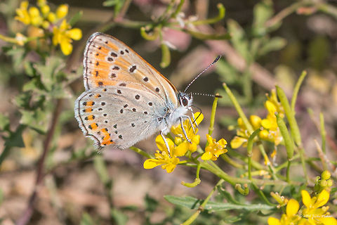 Lesser Fiery Copper - Lycaena thersamon https://www.jungledragon.com/image/44228/lesser_fiery_copper_-_lycaena_thersamon.html Animal,Animalia,Arthropoda,Belene islands complex,Bulgaria,Europe,Geotagged,Insect,Insecta,Lepidoptera,Lesser fiery copper,Lycaena thersamon,Lycaenidae,Nature,Ramsar,Summer,Wetland,Wildlife