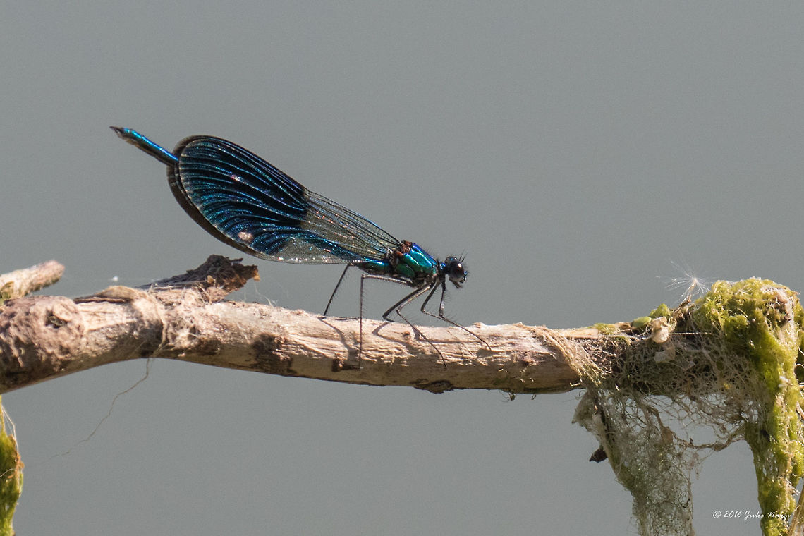 Banded demoiselle - Calopteryx splendens Captured at Danube river, 2-3 m from bank, so I couldn&#039;t get in good distance to make a close-up and had to use the long lens. Animal,Animalia,Arthropoda,Banded Demoiselle,Banded demoiselle,Belene islands complex,Broad-inged damselfliy,Bulgaria,Calopterygidae,Calopteryx splendens,Coleoptera,Europe,Geotagged,Insect,Insecta,Nature,Ramsar,Summer,Wetland,Wildlife