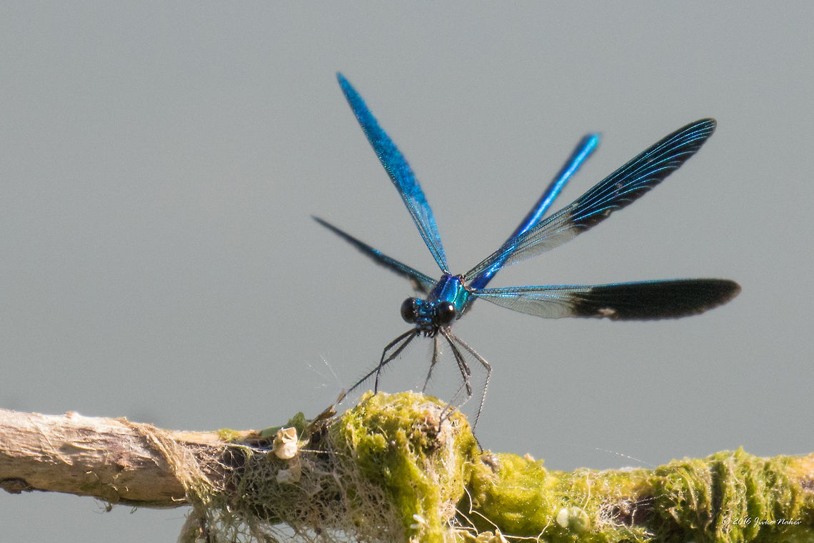 Banded demoiselle - Calopteryx splendens Captured at Danube river, 2-3 m from bank, so I couldn&#039;t get in good distance to make a close-up and had to use the long lens. Animal,Animalia,Arthropoda,Banded Demoiselle,Banded demoiselle,Belene islands complex,Broad-inged damselfliy,Bulgaria,Calopterygidae,Calopteryx splendens,Coleoptera,Europe,Geotagged,Insect,Insecta,Nature,Ramsar,Summer,Wetland,Wildlife