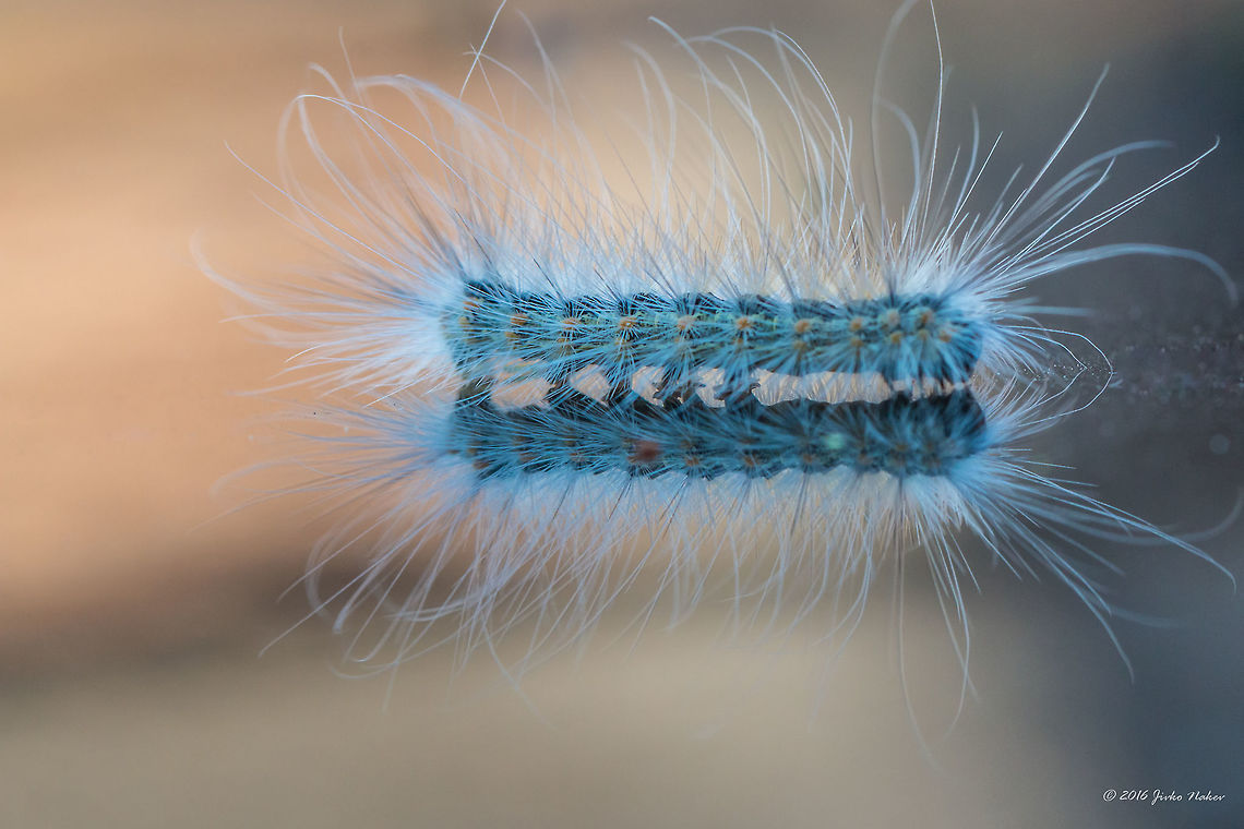 Hairy Fall webworm caterpillar - Hyphantria cunea Animal,Animalia,Arctiidae,Art photography,Arthropoda,Caterpillar,Cityscape,Clouds,Fall webworm,Hyphantria cunea,Insect,Insecta,Larva,Lepidoptera,Light,Nature,Noctuidae,Sky,Summer,Sunset