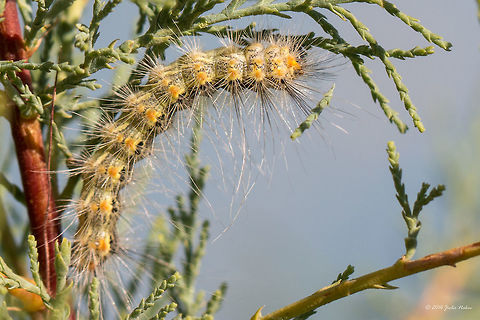 Fall webworm caterpillar - Hyphantria cunea  Animal,Animalia,Arctiidae,Art photography,Arthropoda,Caterpillar,Cityscape,Clouds,Fall webworm,Hyphantria cunea,Insect,Insecta,Larva,Lepidoptera,Light,Nature,Noctuidae,Sky,Summer,Sunset