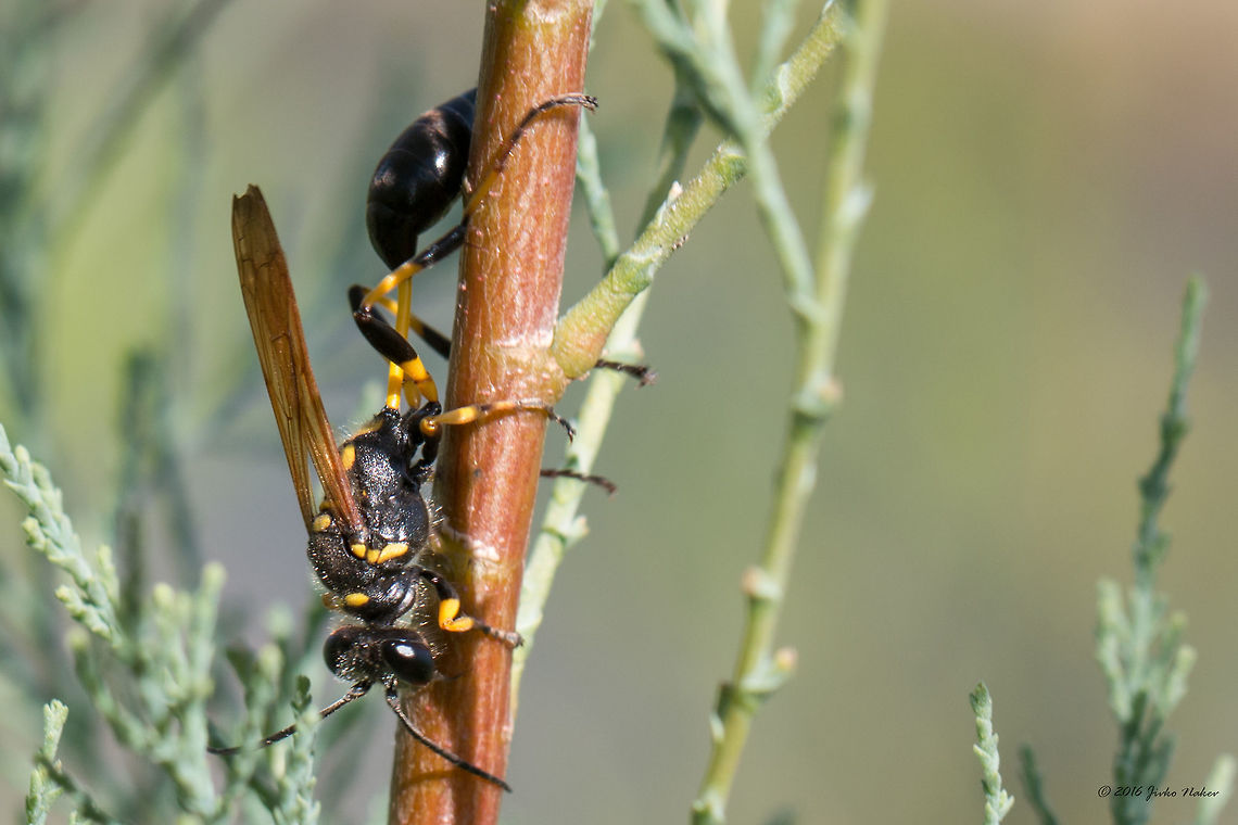 Mud dauber wasp - Sceliphron spirifex  Animal,Animalia,Apoidea,Arthropoda,Belene islands complex,Bulgaria,Europe,Geotagged,Hymenoptera,Insect,Insecta,Mud dauber wasp,Nature,Ramsar,Sceliphron spirifex,Sphecidae,Summer,Thread-waisted wasp,Wetland,Wildlife