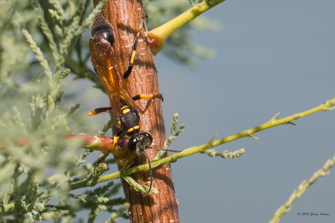 Mud dauber wasp - Sceliphron spirifex  Animal,Animalia,Apoidea,Arthropoda,Belene islands complex,Bulgaria,Europe,Geotagged,Hymenoptera,Insect,Insecta,Mud dauber wasp,Nature,Ramsar,Sceliphron spirifex,Sphecidae,Summer,Thread-waisted wasp,Wetland,Wildlife