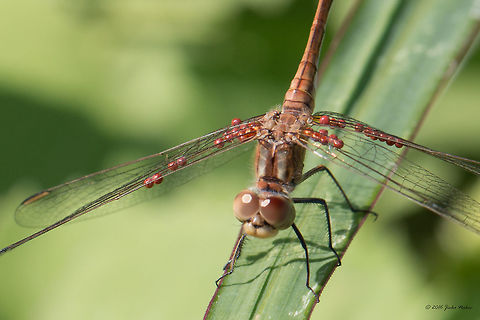 Sympetrum meridionale female Infested by lots of Arrenurus mites, which are quite typically for that species. Animal,Animalia,Arachnida,Arrenuridae,Arrenurus sp.,Arthropoda,Belene islands complex,Bulgaria,Dragonfly,Europe,Insect,Insecta,Libellulidae,Nature,Odonata,Percher,Ramsar,Skimmer,Southern Darter,Summer