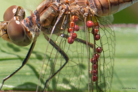Sympetrum meridionale female Infested by lots of Arrenurus mites, which are quite typically for that species. Animal,Animalia,Arachnida,Arrenuridae,Arrenurus sp.,Arthropoda,Belene islands complex,Bulgaria,Dragonfly,Europe,Insect,Insecta,Libellulidae,Nature,Odonata,Percher,Ramsar,Skimmer,Southern Darter,Summer