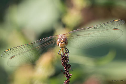 Sympetrum meridionale female  Animal,Animalia,Arthropoda,Belene islands complex,Bulgaria,Dragonfly,Europe,Geotagged,Insect,Insecta,Libellulidae,Nature,Odonata,Percher,Ramsar,Skimmer,Southern Darter,Summer,Sympetrum meridionale,Wetland