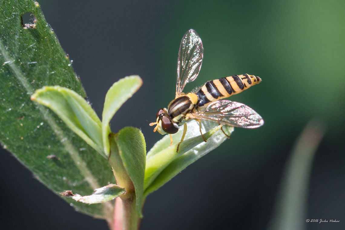 Long hoverfly female - Sphaerophoria scripta  Animal,Animalia,Arthropoda,Belene islands complex,Bulgaria,Diptera,Europe,Geotagged,Insect,Insecta,Long hoverfly,Nature,Ramsar,Sphaerophoria scripta,Summer,Syrphid fly,Syrphidae,Wetland,Wildlife