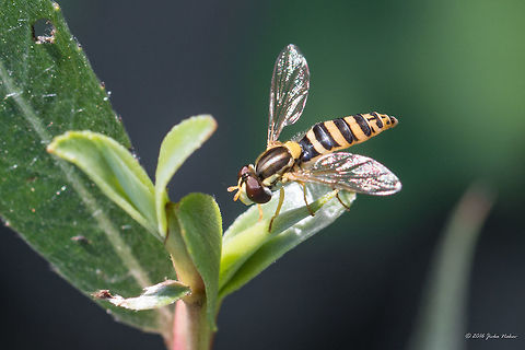 Long hoverfly female - Sphaerophoria scripta  Animal,Animalia,Arthropoda,Belene islands complex,Bulgaria,Diptera,Europe,Geotagged,Insect,Insecta,Long hoverfly,Nature,Ramsar,Sphaerophoria scripta,Summer,Syrphid fly,Syrphidae,Wetland,Wildlife