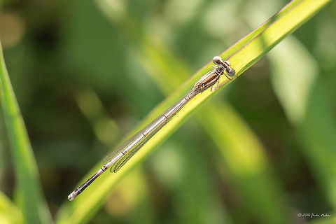 White-legged damselfly immature male Platycnemis pennipes Animal,Animalia,Arthropoda,Belene islands complex,Blue featherleg,Bulgaria,Damselfly,Europe,Geotagged,Insect,Insecta,Nature,Odonata,Platycnemididae,Platycnemis pennipes,Ramsar,Summer,Wetland,White-legged Damselfly,White-legged damselfly