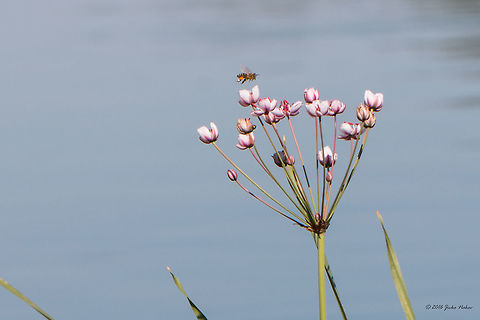Honeybee over Flowering Rush Butomus umbellatus Alismatales,Belene islands complex,Bulgaria,Butomaceae,Butomus umbellatus,Europe,Flowering Plant,Flowering Rush,Flowering rush,Geotagged,Magnoliophyta,Monocot,Nature,Plantae,Ramsar,Summer,Wetland,Wildlife,flower