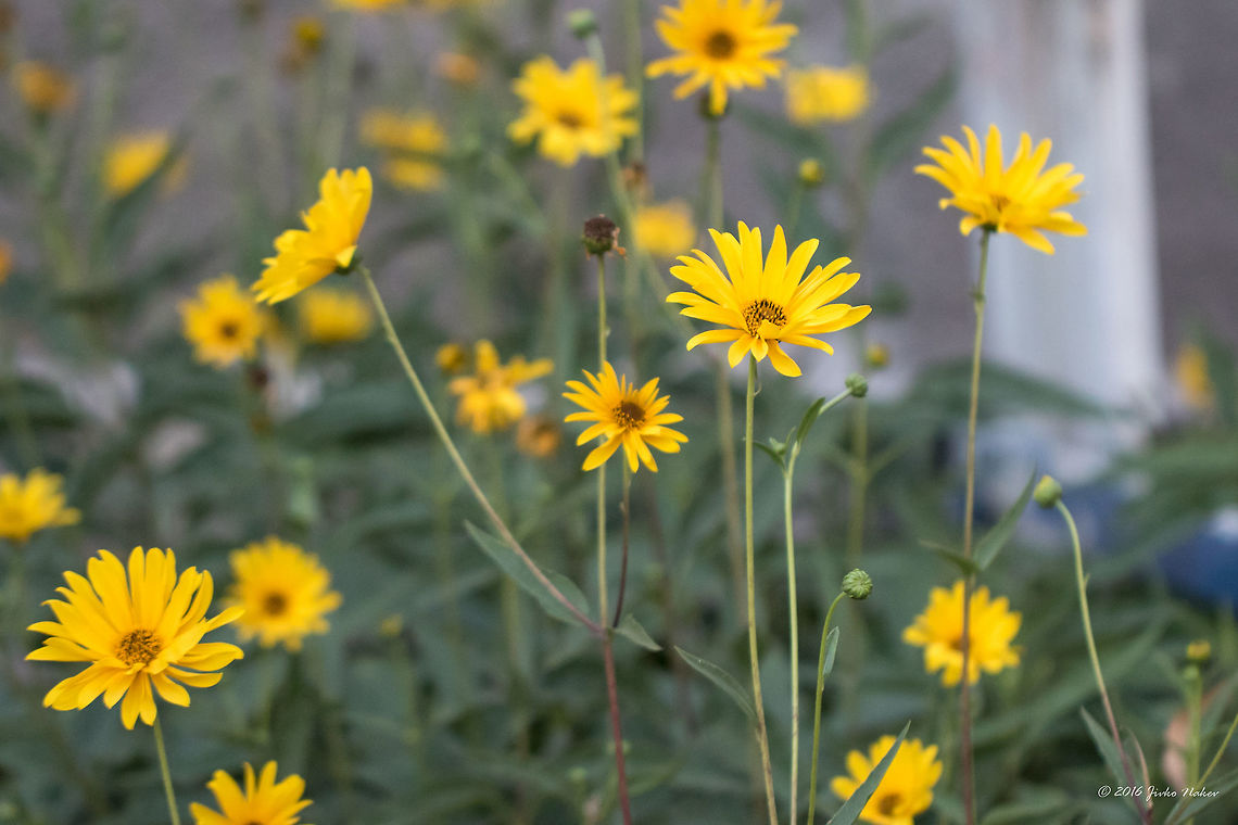 Jerusalem Artichoke - Helianthus tuberosus  Asteraceae,Asterales,Bulgaria,Eudicot,Europe,Flowering Plant,Geotagged,Helianthus tuberosus,Jerusalem artichoke,Magnoliophyta,Nature,Plantae,Sofia,Summer,Wildlife,flower