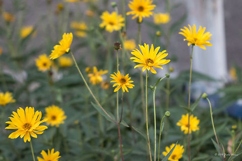 Jerusalem Artichoke - Helianthus tuberosus  Asteraceae,Asterales,Bulgaria,Eudicot,Europe,Flowering Plant,Geotagged,Helianthus tuberosus,Jerusalem artichoke,Magnoliophyta,Nature,Plantae,Sofia,Summer,Wildlife,flower