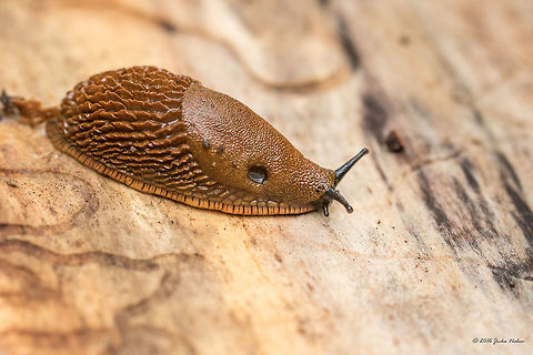 Spanish slug - Arion vulgaris  Air-breathing land slugs,Animal,Animalia,Arion vulgaris,Arionidae,Arionoidea,Bulgaria,Europe,Gastropoda,Geotagged,Mollusca,Nature,Sofia,South park,Spanish slug,Summer,Wildlife