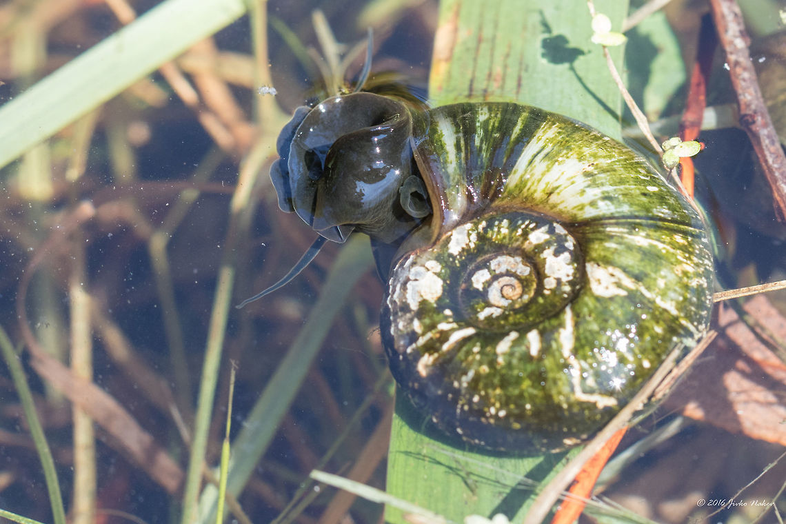 Great ramshorn - Planorbarius corneus  Animal,Animalia,Bulgaria,Europe,Gastropoda,Geotagged,Great ramshorn,Mollusca,Nature,Planorbarius corneus,Planorbidae,Planorboidea,Sofia,South park,Summer,Wildlife