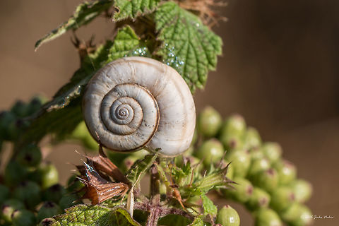 Eastern Heath Snail