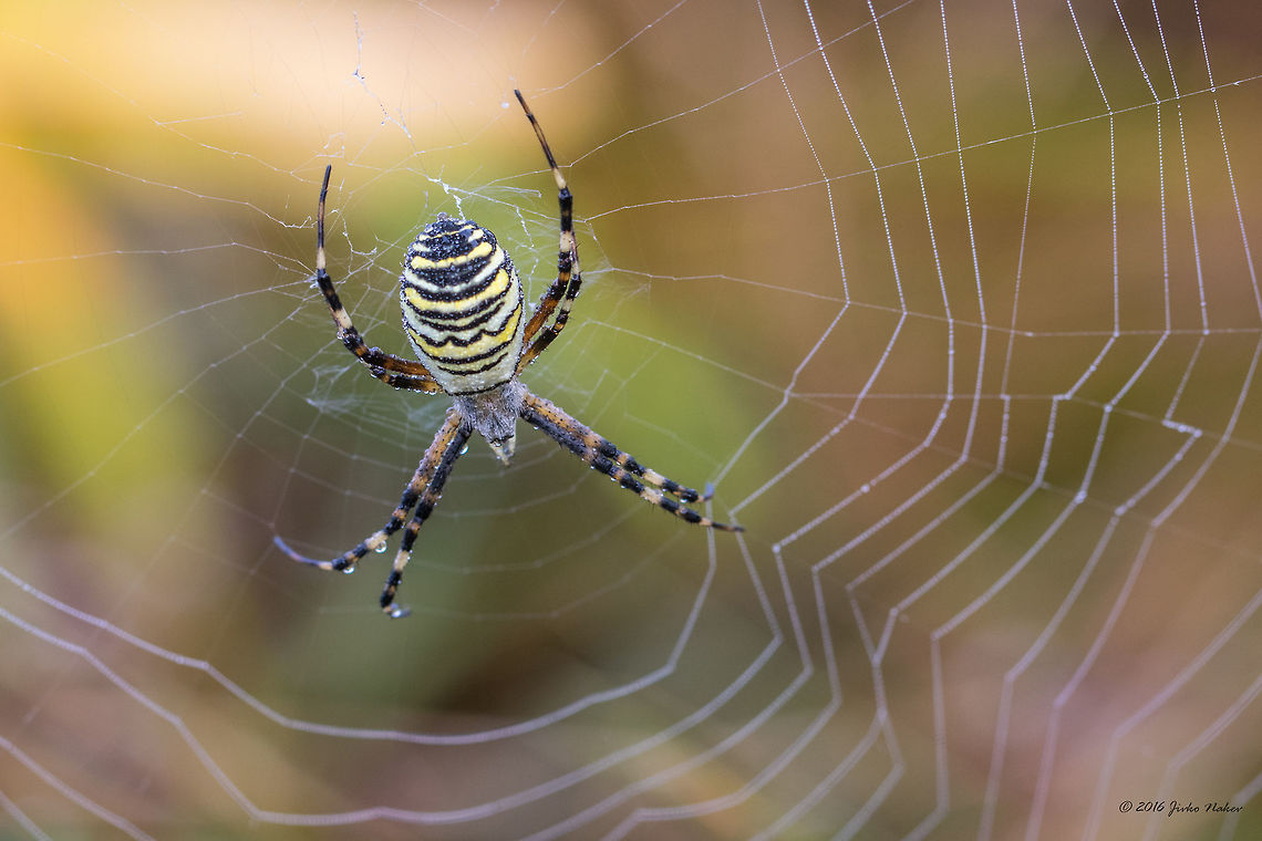 Dew covered wasp spider - Vlasina lake, Serbia Argiope bruennichi Animal,Animalia,Arachnida,Araneae,Araneidae,Argiope bruennichi,Arthropoda,Europe,Geotagged,Nature,Orb-weaver,Serbia,Spiders,Summer,Vlasina lake,Wasp spider,Wildlife