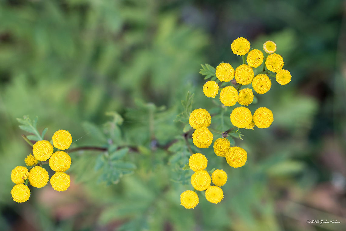 Commona tansy - Tanacetum vulgare <figure class="photo"><a href="https://www.jungledragon.com/image/44766/commona_tansy_-_tanacetum_vulgare.html" title="Commona tansy - Tanacetum vulgare"><img src="https://s3.amazonaws.com/media.jungledragon.com/images/1332/44766_thumb.jpg?AWSAccessKeyId=05GMT0V3GWVNE7GGM1R2&Expires=1769040010&Signature=0BPyw9aU%2Br07dKK2N2zRhgSxd5I%3D" width="102" height="152" alt="Commona tansy - Tanacetum vulgare https://www.jungledragon.com/image/44765/commona_tansy_-_tanacetum_vulgare.html Asteraceae,Asterales,Bitter buttons,Common tansy,Eudicot,Europe,Flowering Plant,Geotagged,Magnoliophyta,Nature,Plantae,Serbia,Summer,Tanacetum vulgare,Tansy,Vlasina lake,Wildlife,flower" /></a></figure> Asteraceae,Asterales,Bitter buttons,Common tansy,Eudicot,Europe,Flowering Plant,Geotagged,Magnoliophyta,Nature,Plantae,Serbia,Summer,Tanacetum vulgare,Tansy,Vlasina lake,Wildlife,flower