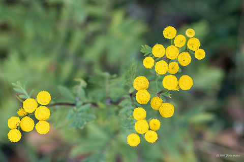 Commona tansy - Tanacetum vulgare https://www.jungledragon.com/image/44766/commona_tansy_-_tanacetum_vulgare.html Asteraceae,Asterales,Bitter buttons,Common tansy,Eudicot,Europe,Flowering Plant,Geotagged,Magnoliophyta,Nature,Plantae,Serbia,Summer,Tanacetum vulgare,Tansy,Vlasina lake,Wildlife,flower