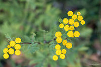 Commona tansy - Tanacetum vulgare https://www.jungledragon.com/image/44766/commona_tansy_-_tanacetum_vulgare.html Asteraceae,Asterales,Bitter buttons,Common tansy,Eudicot,Europe,Flowering Plant,Geotagged,Magnoliophyta,Nature,Plantae,Serbia,Summer,Tanacetum vulgare,Tansy,Vlasina lake,Wildlife,flower