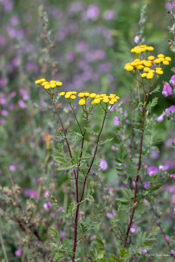 Commona tansy - Tanacetum vulgare <figure class="photo"><a href="https://www.jungledragon.com/image/44765/commona_tansy_-_tanacetum_vulgare.html" title="Commona tansy - Tanacetum vulgare"><img src="https://s3.amazonaws.com/media.jungledragon.com/images/1332/44765_thumb.jpg?AWSAccessKeyId=05GMT0V3GWVNE7GGM1R2&Expires=1763596810&Signature=GeyXMlbyAuaakPBepW%2B%2FsXiOP7I%3D" width="200" height="134" alt="Commona tansy - Tanacetum vulgare https://www.jungledragon.com/image/44766/commona_tansy_-_tanacetum_vulgare.html Asteraceae,Asterales,Bitter buttons,Common tansy,Eudicot,Europe,Flowering Plant,Geotagged,Magnoliophyta,Nature,Plantae,Serbia,Summer,Tanacetum vulgare,Tansy,Vlasina lake,Wildlife,flower" /></a></figure> Asteraceae,Asterales,Bitter buttons,Common tansy,Eudicot,Europe,Flowering Plant,Geotagged,Magnoliophyta,Nature,Plantae,Serbia,Summer,Tanacetum vulgare,Tansy,Vlasina lake,Wildlife,flower