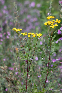 Commona tansy - Tanacetum vulgare https://www.jungledragon.com/image/44765/commona_tansy_-_tanacetum_vulgare.html Asteraceae,Asterales,Bitter buttons,Common tansy,Eudicot,Europe,Flowering Plant,Geotagged,Magnoliophyta,Nature,Plantae,Serbia,Summer,Tanacetum vulgare,Tansy,Vlasina lake,Wildlife,flower