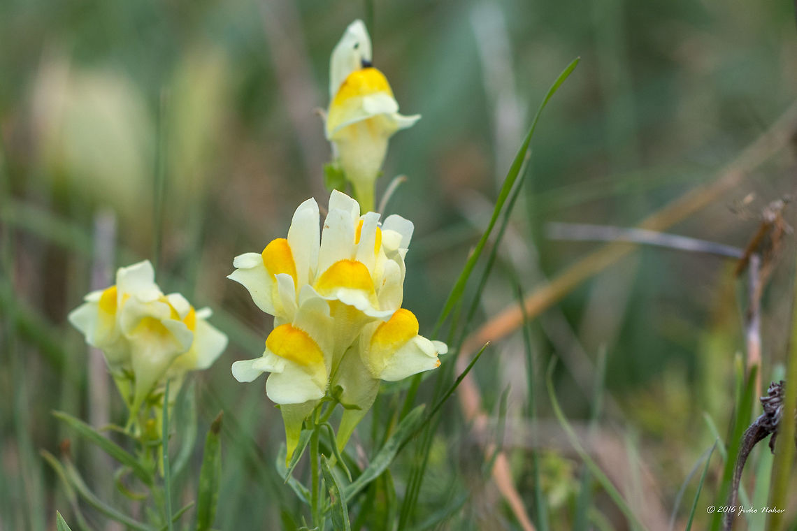 Common toadflax - Linaria vulgaris Common toadflax - Linaria vulgaris Butter-and-eggs,Common toadflax,Eudicot,Europe,Flowering Plant,Geotagged,Lamiales,Linaria vulgaris,Magnoliophyta,Nature,Plantae,Plantaginaceae,Serbia,Summer,Vlasina lake,Wildlife,Yellow toadflax,flower