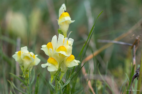 Common toadflax - Linaria vulgaris Common toadflax - Linaria vulgaris Butter-and-eggs,Common toadflax,Eudicot,Europe,Flowering Plant,Geotagged,Lamiales,Linaria vulgaris,Magnoliophyta,Nature,Plantae,Plantaginaceae,Serbia,Summer,Vlasina lake,Wildlife,Yellow toadflax,flower
