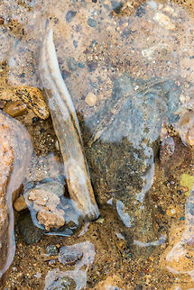Orange-banded slug - Arion fasciatus Spotted in a small rain-water stream on Vitosha mountain. Invasive species, first recorded in Bulgaria in 1999. I faced serious problems identifying the mollusks I have photographed, but recently a Bulgarian malacologist I. Dedov joined one of my FB groups and helped to identify them.  Air-breathing land slugs,Animal,Animalia,Arion fasciatus,Arionidae,Arionoidea,Bistrishko Branishte Nature Reserve,Bulgaria,Europe,Gastropoda,Geotagged,Mollusca,Nature,Orange-banded slug,Vitosha Mountain Nature Park,Wildlife,Winter
