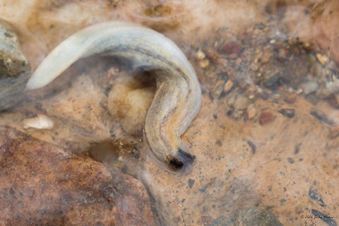 Orange-banded slug - Arion fasciatus Spotted in a small rain-water stream on Vitosha mountain. Invasive species, first recorded in Bulgaria in 1999. I faced serious problems identifying the mollusks I have photographed, but recently a Bulgarian malacologist I. Dedov joined one of my FB groups and helped to identify them.  Air-breathing land slugs,Animal,Animalia,Arion fasciatus,Arionidae,Arionoidea,Bistrishko Branishte Nature Reserve,Bulgaria,Europe,Gastropoda,Geotagged,Mollusca,Nature,Orange-banded slug,Vitosha Mountain Nature Park,Wildlife,Winter