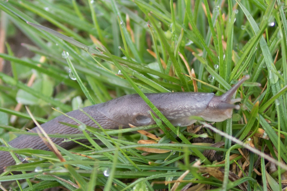 Air-breading snail - Limax sp. Impossible to identify on the base of photographs. Closer anatomical inspection is needed. Air-breathing snails,Animal,Animalia,Bulgaria,Europe,Gastropoda,Geotagged,Limacidae,Limacoidea,Limax sp.,Mollusca,Nature,Ognyanovo dam,Sofia,Spring,Stylommatophora,Wildlife