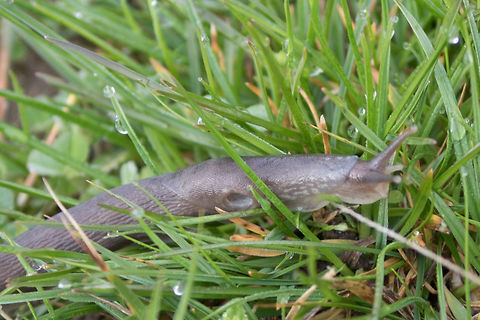 Air-breading snail - Limax sp. Impossible to identify on the base of photographs. Closer anatomical inspection is needed. Air-breathing snails,Animal,Animalia,Bulgaria,Europe,Gastropoda,Geotagged,Limacidae,Limacoidea,Limax sp.,Mollusca,Nature,Ognyanovo dam,Sofia,Spring,Stylommatophora,Wildlife