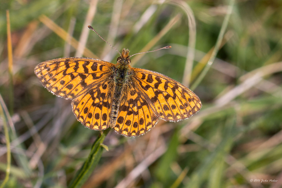 Weaver's fritillary - Boloria dia  Animal,Animalia,Arthropoda,Boloria dia,Brush-footed butterfly,Clossiana dia,Europe,Geotagged,Insect,Insecta,Lepidoptera,Nature,Nymphalidae,Serbia,Summer,Vlasina lake,Weaver's Fritillary,Wildlife