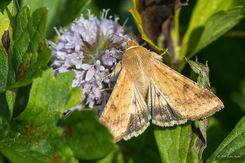 Cotton bollworm - Helicoverpa armigera Captured at Vlasina lake, Serbia Animal,Animalia,Arthropoda,Cotton bollworm,Europe,Geotagged,Helicoverpa armigera,Insect,Insecta,Lepidoptera,Nature,Noctuidae,Owlet moth,Serbia,Summer,Vlasina lake,Wildlife