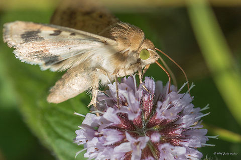 Cotton bollworm - Helicoverpa armigera Captured at Vlasina lake, Serbia Animal,Animalia,Arthropoda,Cotton bollworm,Europe,Geotagged,Helicoverpa armigera,Insect,Insecta,Lepidoptera,Nature,Noctuidae,Owlet moth,Serbia,Summer,Vlasina lake,Wildlife
