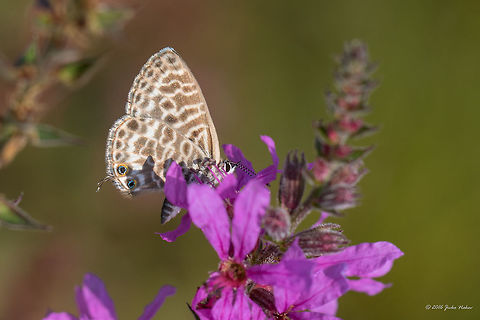 Common Zebra Blue - Leptotes pirithous Vlasina lake, Serbia
https://www.jungledragon.com/image/44915/common_zebra_blue_-_leptotes_pirithous.html Animal,Animalia,Arthropoda,Common Zebra Blue,Europe,Geotagged,Insect,Insecta,Lang's Short-tailed Blue,Lepidoptera,Leptotes pirithous,Lycaenidae,Nature,Serbia,Summer,Vlasina lake,Wildlife
