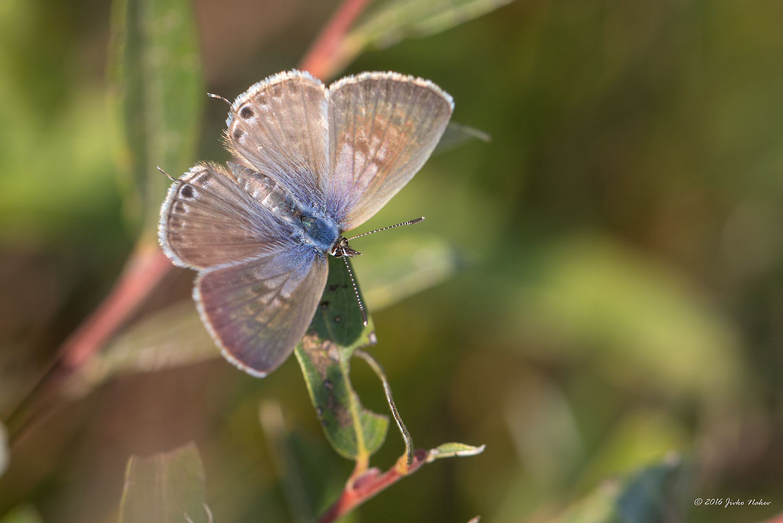 Common Zebra Blue - Leptotes pirithous Vlasina lake, Serbia<br />
<figure class="photo"><a href="https://www.jungledragon.com/image/44914/common_zebra_blue_-_leptotes_pirithous.html" title="Common Zebra Blue - Leptotes pirithous"><img src="https://s3.amazonaws.com/media.jungledragon.com/images/1332/44914_thumb.jpg?AWSAccessKeyId=05GMT0V3GWVNE7GGM1R2&Expires=1769040010&Signature=H7UETCz1%2Bhmp94jvU8gF9X14td0%3D" width="200" height="134" alt="Common Zebra Blue - Leptotes pirithous Vlasina lake, Serbia<br />
https://www.jungledragon.com/image/44915/common_zebra_blue_-_leptotes_pirithous.html Animal,Animalia,Arthropoda,Common Zebra Blue,Europe,Geotagged,Insect,Insecta,Lang's Short-tailed Blue,Lepidoptera,Leptotes pirithous,Lycaenidae,Nature,Serbia,Summer,Vlasina lake,Wildlife" /></a></figure> Animal,Animalia,Arthropoda,Common Zebra Blue,Europe,Geotagged,Insect,Insecta,Lang's Short-tailed Blue,Lepidoptera,Leptotes pirithous,Lycaenidae,Nature,Serbia,Summer,Vlasina lake,Wildlife